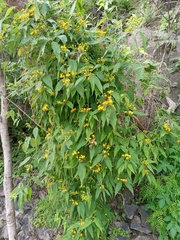 Otopappus acuminatus