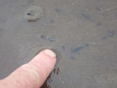 Potamopyrgus estuarinus