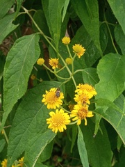 Otopappus acuminatus