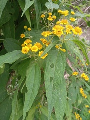 Otopappus acuminatus