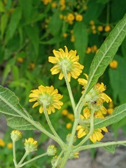 Otopappus acuminatus