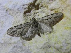Eupithecia bolterii