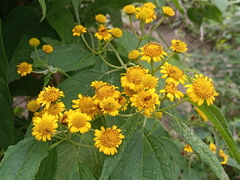 Otopappus acuminatus