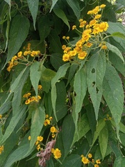 Otopappus acuminatus