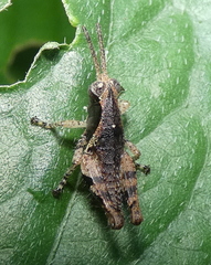 Eujivarus meridionalis