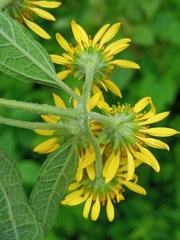 Otopappus acuminatus