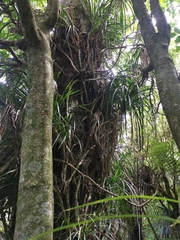 Freycinetia banksii