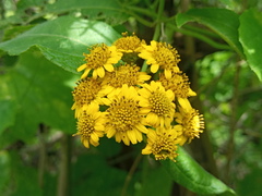 Otopappus acuminatus