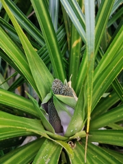 Freycinetia banksii
