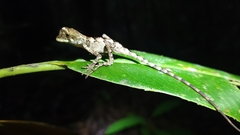 Enyalius