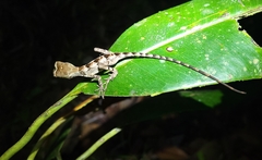 Enyalius