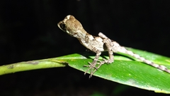 Enyalius