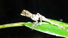 Enyalius