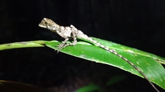 Enyalius