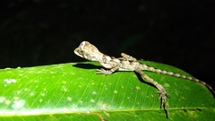 Enyalius