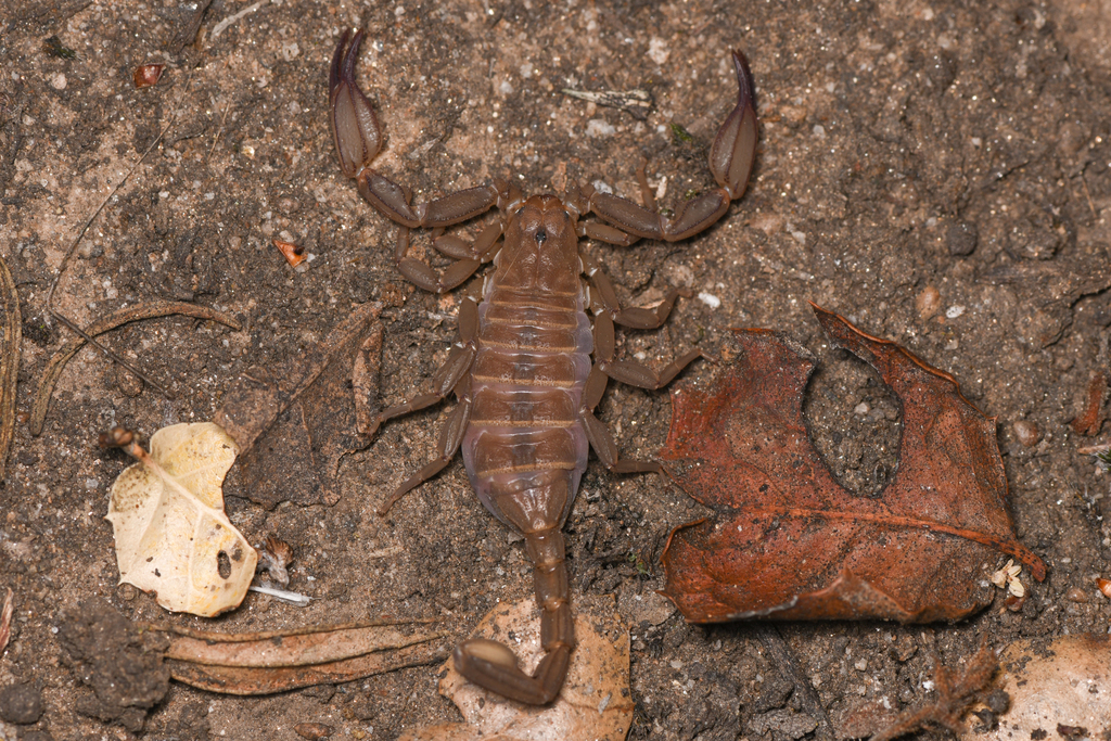 Kovarikia williamsi