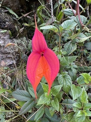 Masdevallia veitchiana