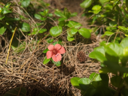 Barleria repens
