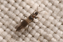 Melanthripidae
