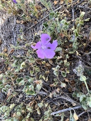 Eremalche parryi kernensis