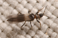 Melanthripidae