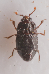 Plegaderus