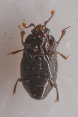 Plegaderus