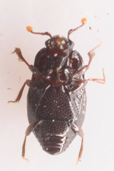 Plegaderus
