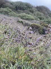 Salvia leucophylla × mellifera