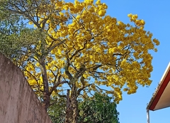 Roseodendron donnell-smithii