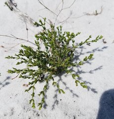 Paronychia chartacea chartacea