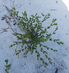 Paronychia chartacea chartacea