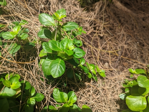 Barleria repens