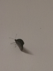 Tirumala septentrionis