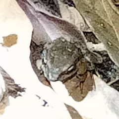 Bufo bankorensis