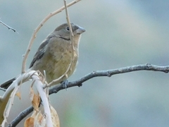 Passerina versicolor