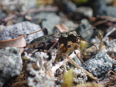 Neocicindela garnerae