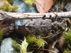 Neocicindela garnerae