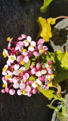 Begonia baronii image