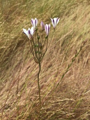 Triteleia peduncularis
