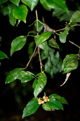 Euonymus tashiroi