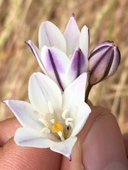 Triteleia peduncularis
