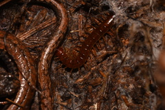 Scolopocryptops spinicaudus