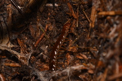 Scolopocryptops spinicaudus