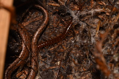 Scolopocryptops spinicaudus