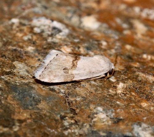 iNaturalist observation photo of Arizona Bird-dropping Moth