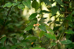 Euonymus tashiroi