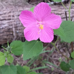 Pavonia lasiopetala