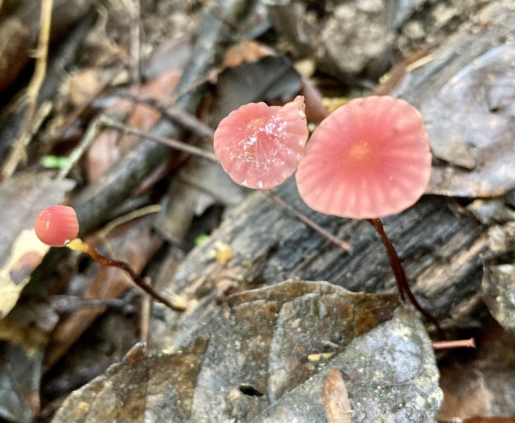 Marasmius haematocephalus pseudotageticolor