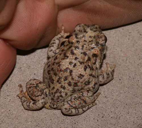 iNaturalist observation photo of Red-spotted Toad